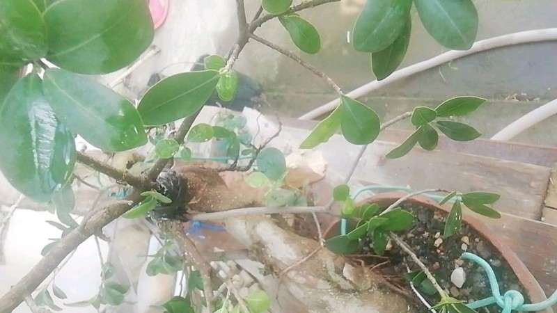 榕树下山桩怎么靠接的方法 图片