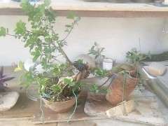 榕树下山桩怎么靠接的方法 图片