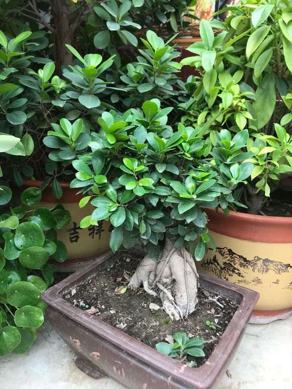 北方冬天怎么养榕树下山桩 图片