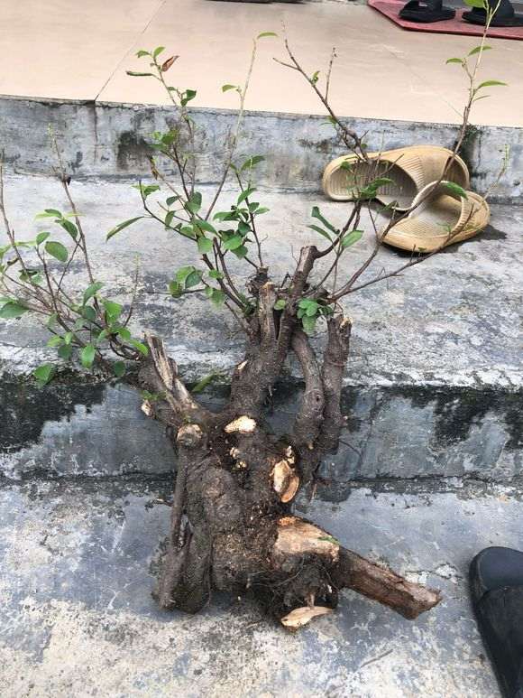 榕树下山桩 请问大神枝条要不要剪掉