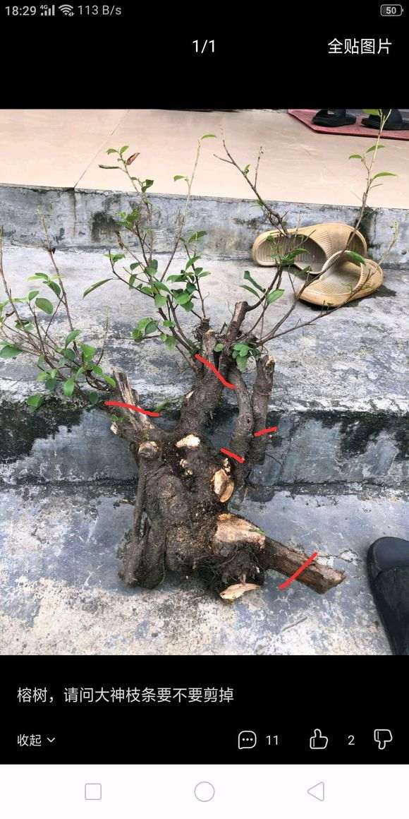 榕树下山桩 请问大神枝条要不要剪掉