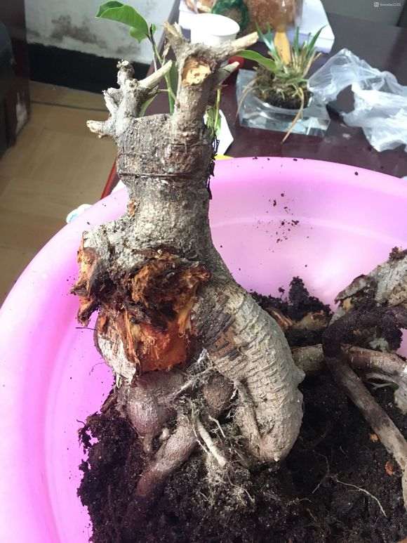 榕树下山桩烂根了 还有救吗 图片