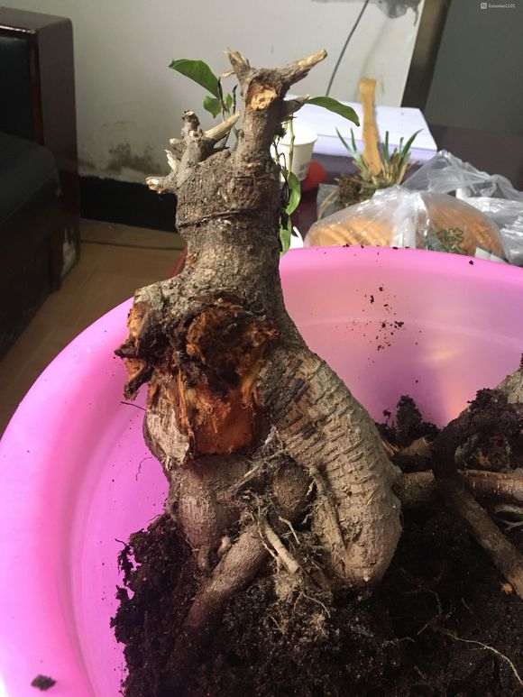 榕树下山桩烂根了 还有救吗 图片