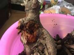 榕树下山桩烂根了 还有救吗 图片