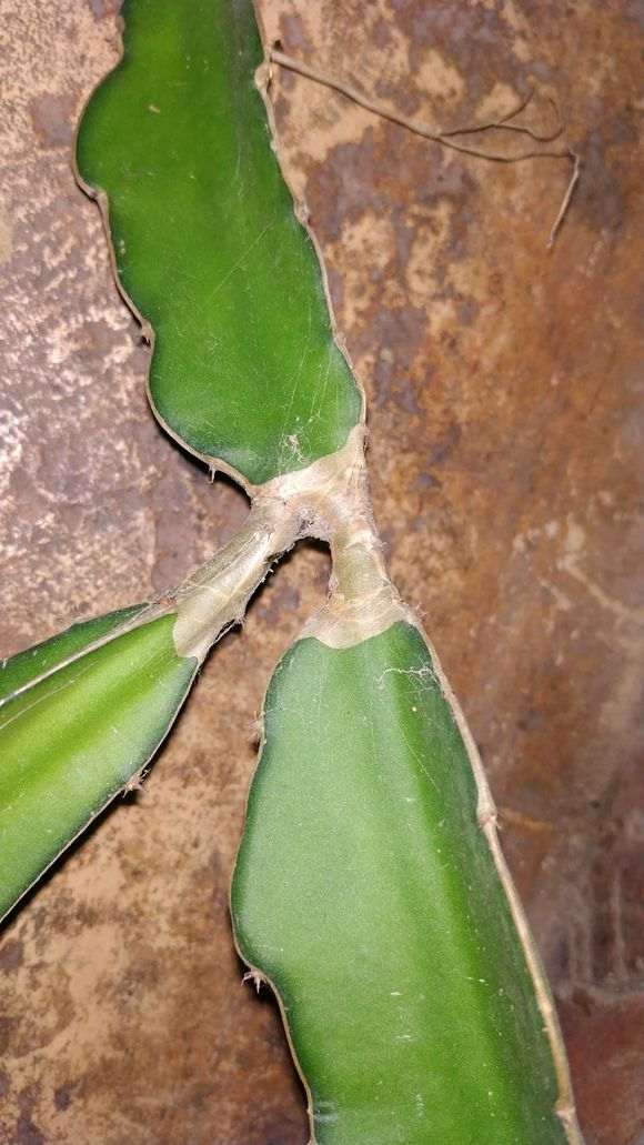 榕树下山桩怎么修剪枝叶的方法 图片