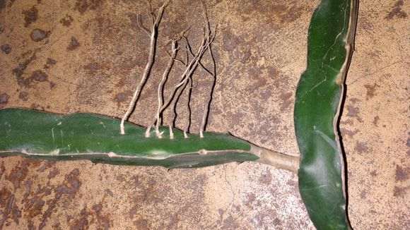 榕树下山桩怎么修剪枝叶的方法 图片