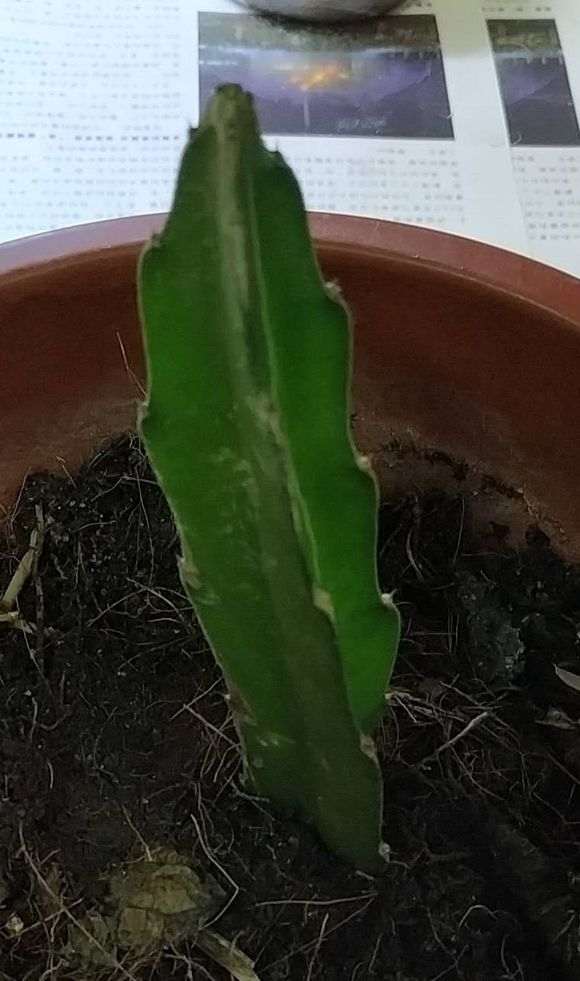 榕树下山桩怎么修剪枝叶的方法 图片