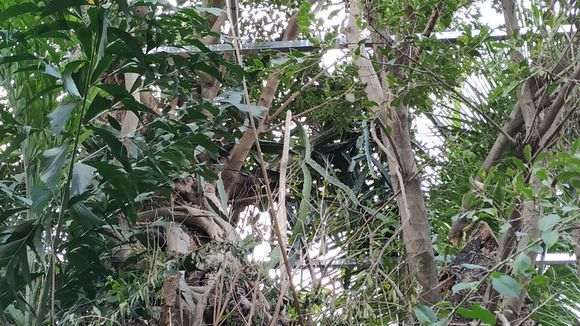 榕树下山桩怎么修剪枝叶的方法 图片