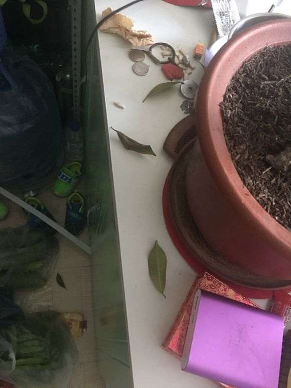 榕树下山桩完全换土掉叶子严重怎么办