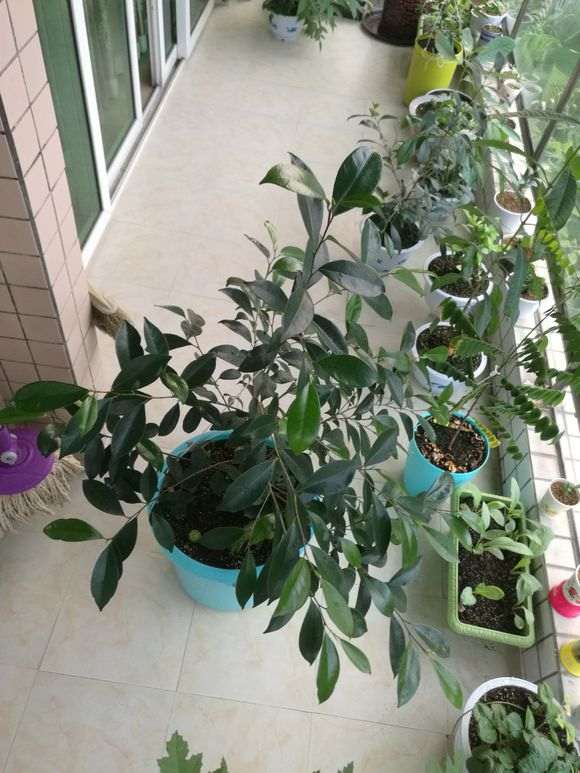 榕树下山桩种子怎么发芽长大的过程 图片