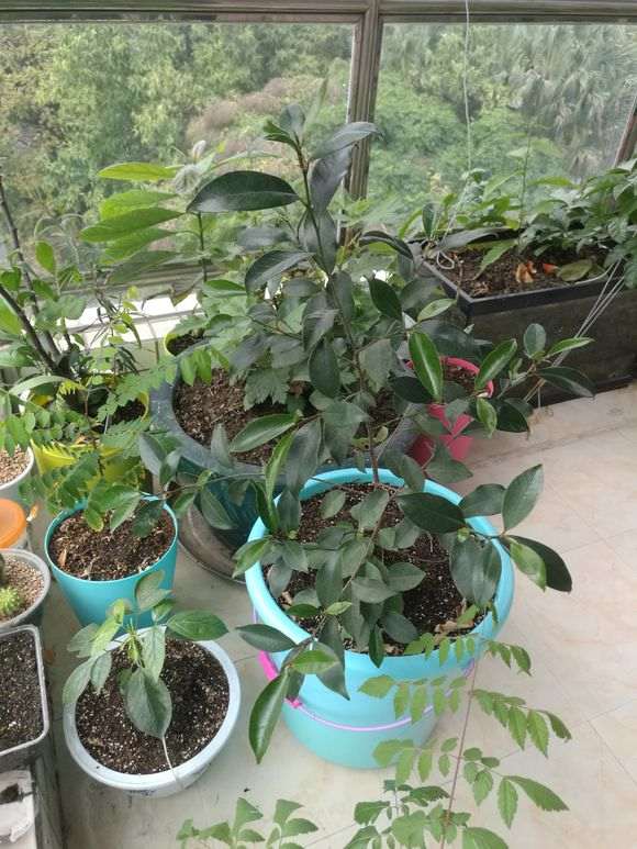 榕树下山桩种子怎么发芽长大的过程 图片