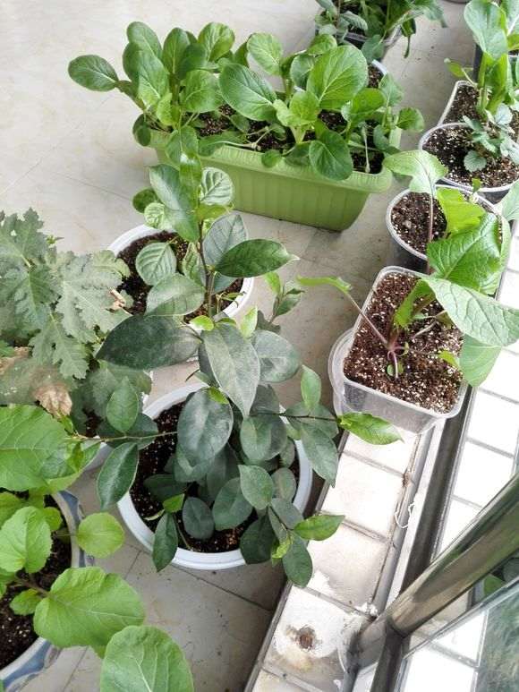 榕树下山桩种子怎么发芽长大的过程 图片