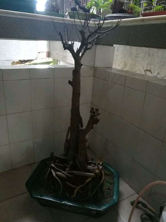 为什么榕树下山桩没有叶子 图片