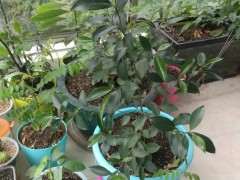 为什么市面上卖的都是人参榕树下山桩