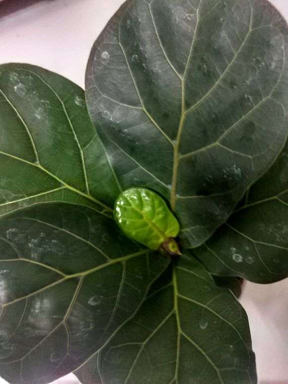 这最大叶子的榕树下山桩吧 图片