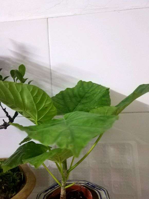 这最大叶子的榕树下山桩吧 图片