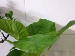 这最大叶子的榕树下山桩吧 图片