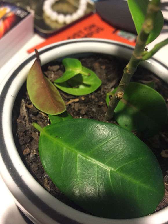 榕树下山桩扦插怎么做的方法 图片