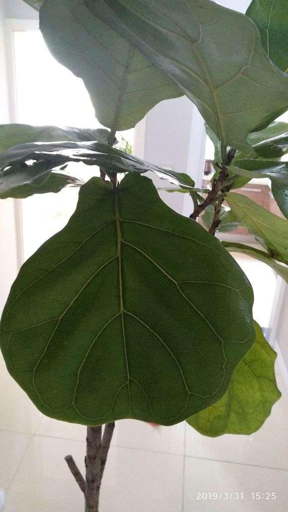 榕树下山桩扦插怎么做的方法 图片