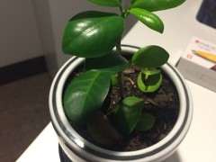 榕树下山桩扦插怎么做的方法 图片