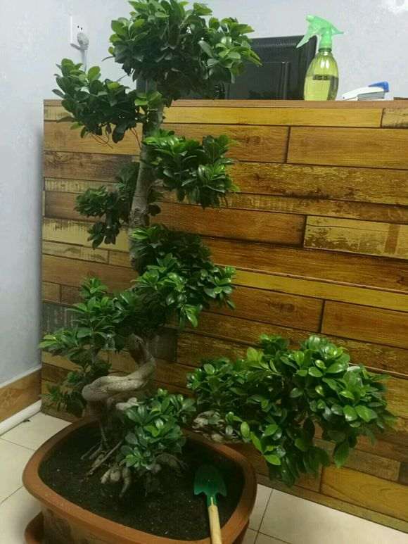 为什么榕树下山桩东北可以在天外面养 图片