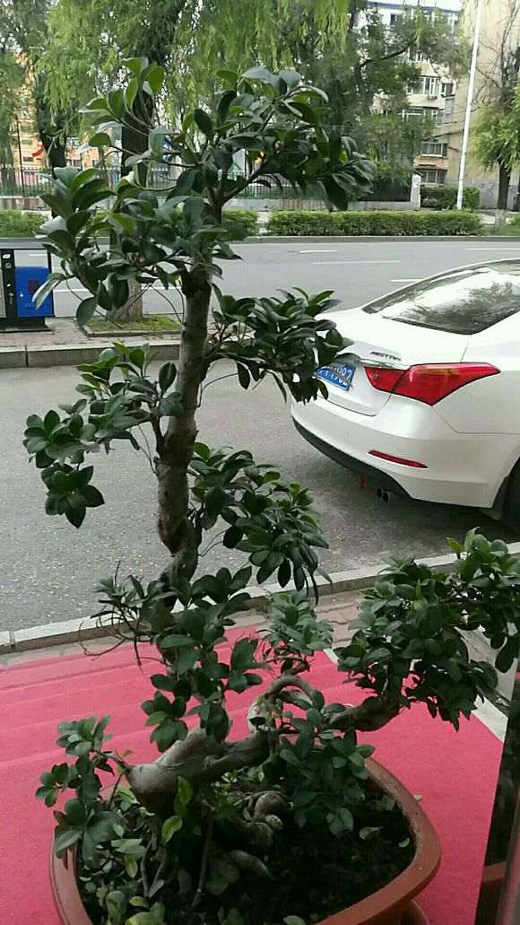 为什么榕树下山桩东北可以在天外面养 图片