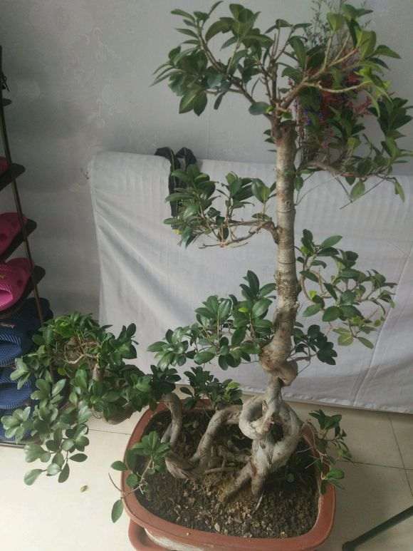 为什么榕树下山桩东北可以在天外面养 图片