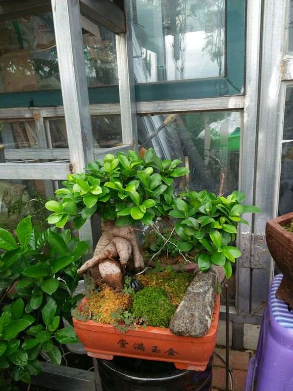 为什么榕树下山桩东北可以在天外面养 图片