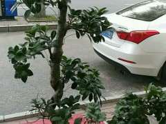 为什么榕树下山桩东北可以在天外面养 图片