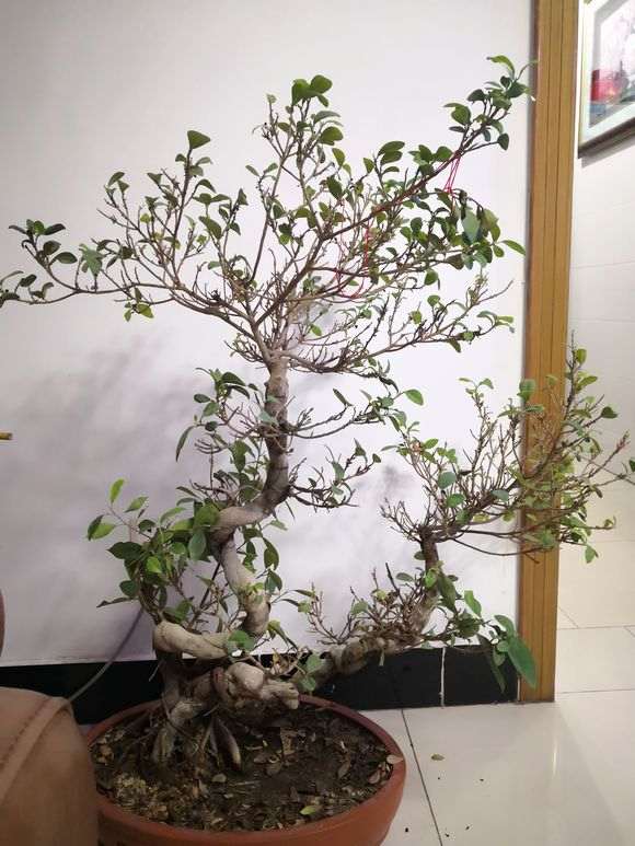 榕树下山桩新叶不多久就干枯 怎么办