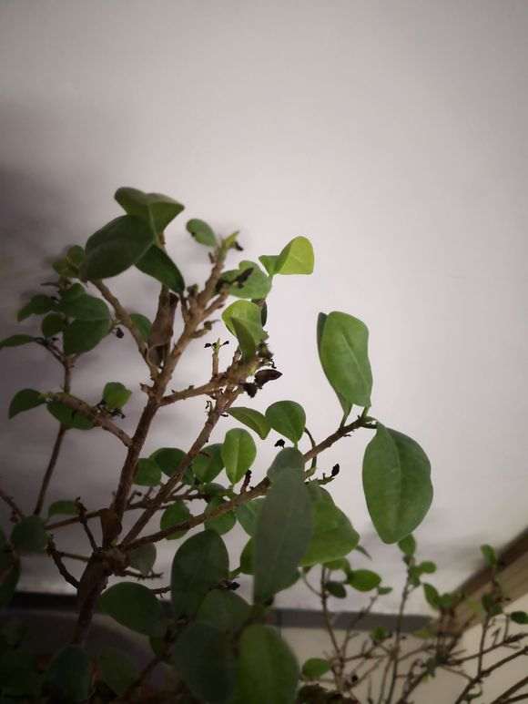 榕树下山桩新叶不多久就干枯 怎么办