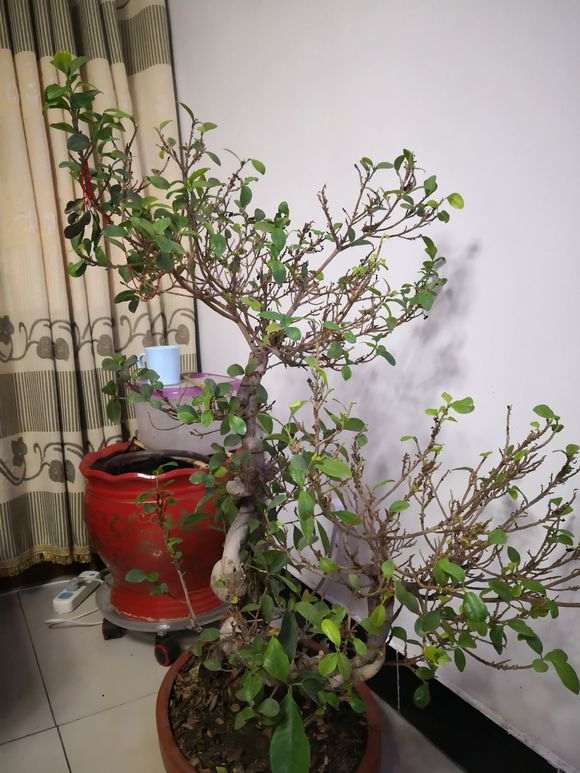 榕树下山桩新叶不多久就干枯 怎么办