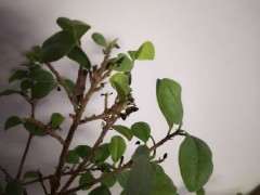 榕树下山桩新叶不多久就干枯 怎么办