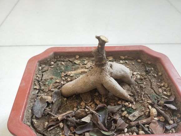 榕树下山桩成这样还能发芽吗 图片