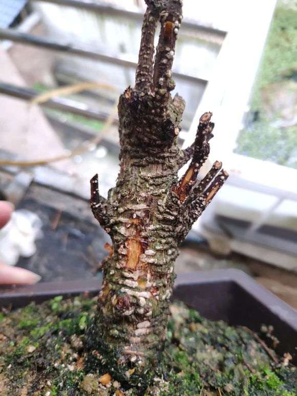 为啥想搜个榕树下山桩全是嫁接上的