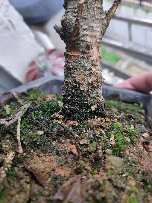 为啥想搜个榕树下山桩全是嫁接上的