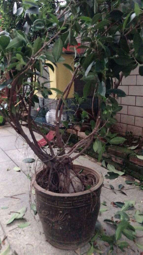 你的榕树下山桩要长得太乱了 大胆修剪