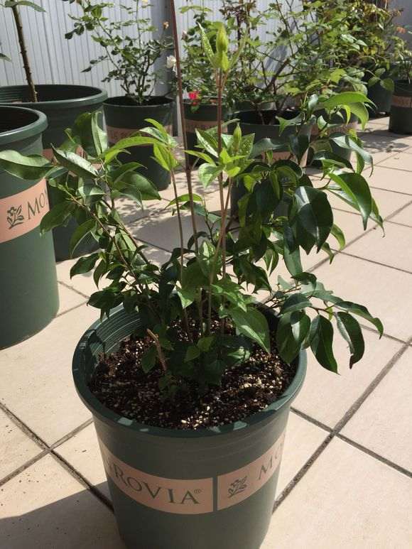 为什么榕树下山桩有两种不同的叶子