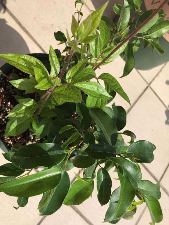 为什么榕树下山桩有两种不同的叶子