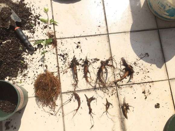 为什么榕树下山桩有两种不同的叶子