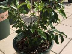 为什么榕树下山桩有两种不同的叶子 图片