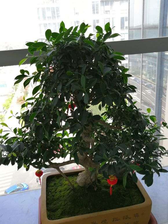 怎么在阳台养榕树下山桩的方法 图片