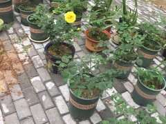 买榕树下山桩盆景在哪买最好 图片