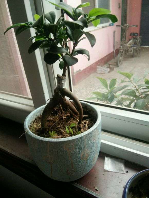 为什么榕树下山桩5度以下就有冻死的风险