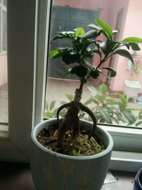 为什么榕树下山桩5度以下就有冻死的风险