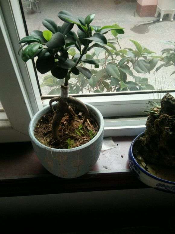 为什么榕树下山桩5度以下就有冻死的风险