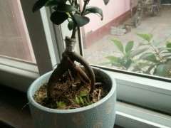 榕树下山桩叶片卷曲情况的3个主要诱因