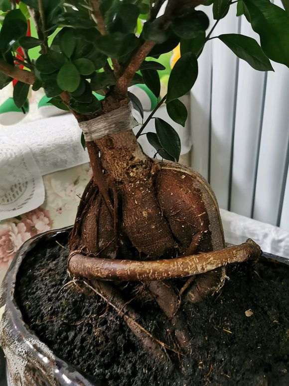 榕树下山桩根子长出来了怎么办 图片