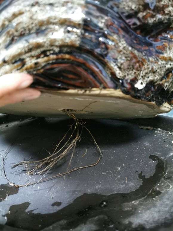 榕树下山桩根子长出来了怎么办 图片