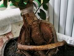 榕树下山桩根子长出来了怎么办 图片